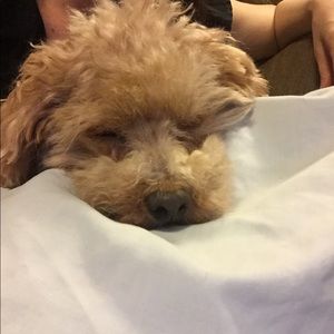 Meet your Posher, Tam